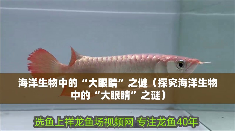海洋生物中的“大眼睛”之謎（探究海洋生物中的“大眼睛”之謎）