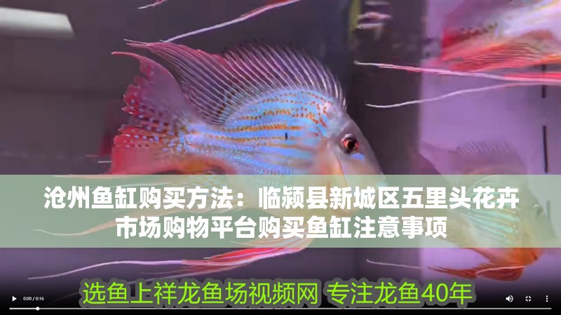 滄州魚缸購買方法：臨潁縣新城區五里頭花卉市場購物平臺購買魚缸注意事項