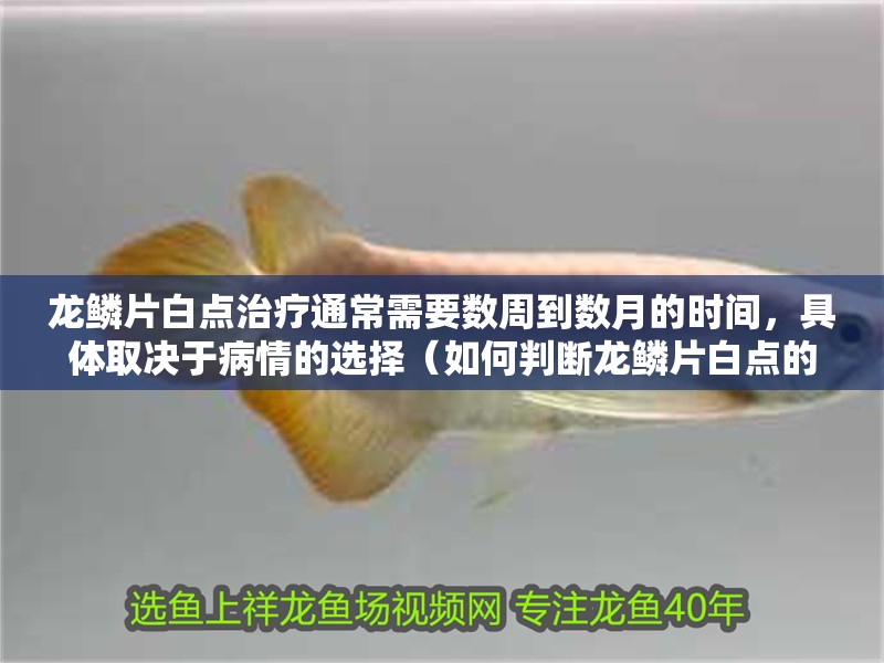 龍鱗片白點治療通常需要數周到數月的時間，具體取決于病情的選擇（如何判斷龍鱗片白點的病情嚴重程度？）