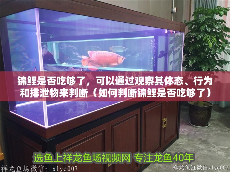 錦鯉是否吃夠了，可以通過觀察其體態、行為和排泄物來判斷（如何判斷錦鯉是否吃夠了）