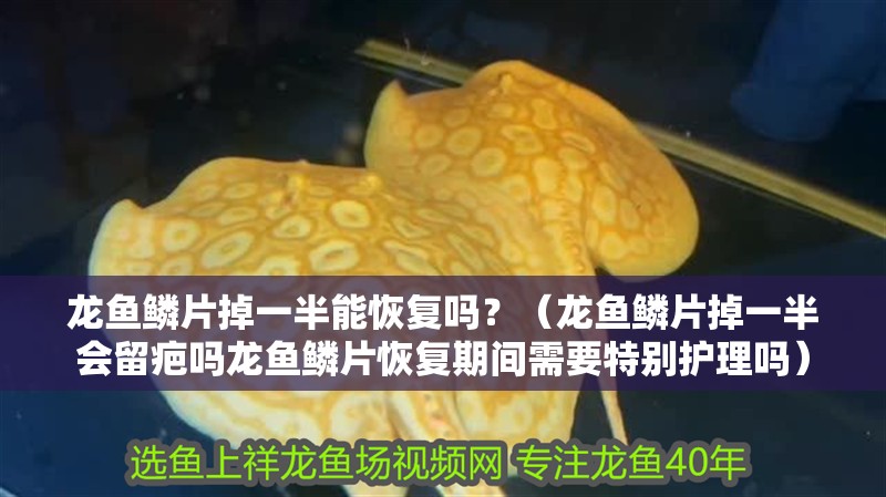龍魚鱗片掉一半能恢復嗎？（龍魚鱗片掉一半會留疤嗎龍魚鱗片恢復期間需要特別護理嗎）