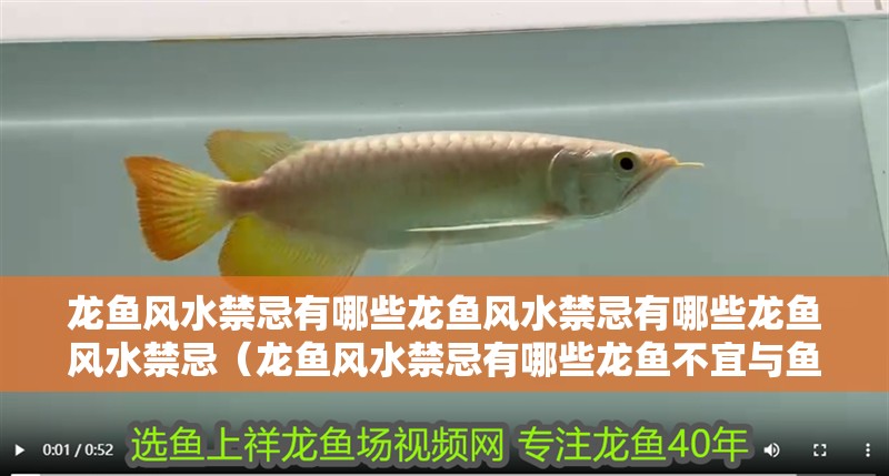 鸚鵡魚和銀龍魚混養怎樣喂食 龍魚風水禁忌有哪些龍魚風水禁忌有哪些龍魚風水禁忌(龍魚風水禁忌有哪些龍魚不宜與魚缸的位置和方向相關聯) 龍魚百科 龍魚風水禁忌有哪些龍魚風水禁忌有哪些龍魚風水禁忌(龍魚風水禁忌有哪些龍魚不宜與魚缸的位置和方向相關聯) 龍魚風水禁忌有哪些龍魚風水禁忌有哪些龍魚風水禁忌(龍魚風水禁忌有哪些龍魚不宜與魚缸的位置和方向相關聯) 龍魚百科