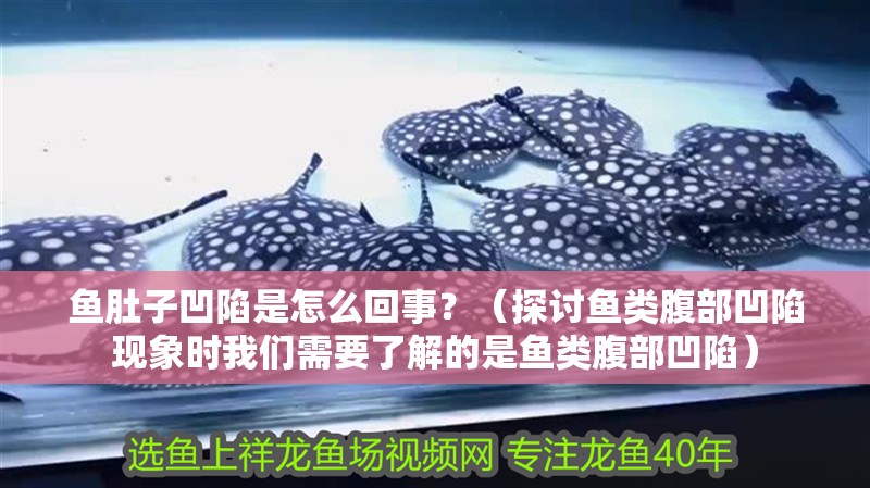 魚肚子凹陷是怎么回事？（探討魚類腹部凹陷現象時我們需要了解的是魚類腹部凹陷）