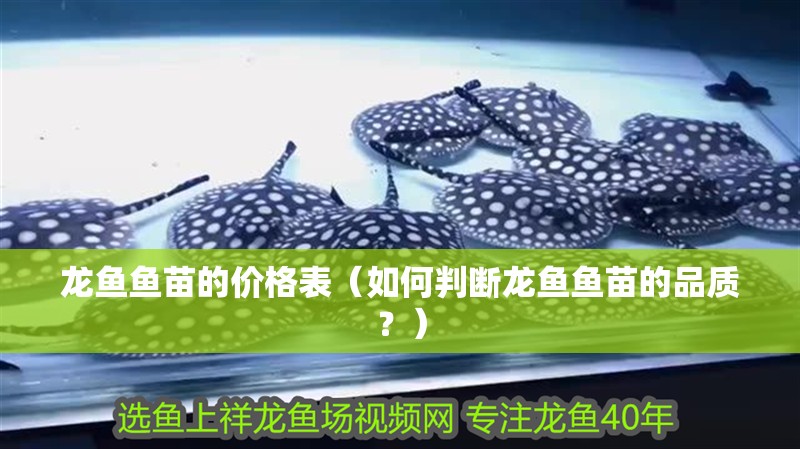 龍魚魚苗的價格表（如何判斷龍魚魚苗的品質(zhì)？）