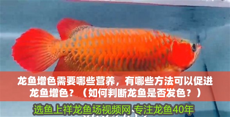 龍魚增色需要哪些營養，有哪些方法可以促進龍魚增色？（如何判斷龍魚是否發色？）