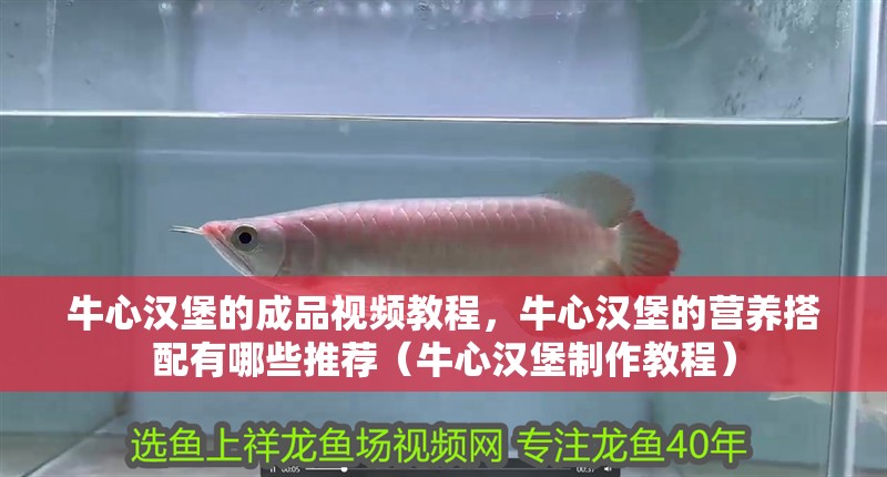 牛心漢堡的成品視頻教程，牛心漢堡的營養搭配有哪些推薦（牛心漢堡制作教程）