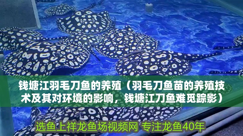 錢塘江羽毛刀魚的養殖（羽毛刀魚苗的養殖技術及其對環境的影響，錢塘江刀魚難覓蹤影）