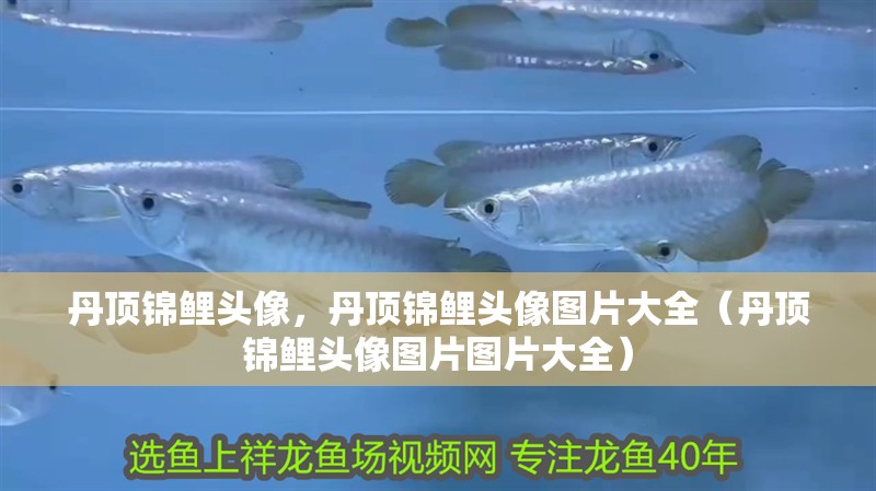 丹頂錦鯉頭像，丹頂錦鯉頭像圖片大全（丹頂錦鯉頭像圖片圖片大全）