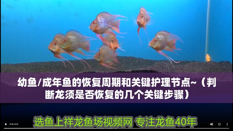 鸚鵡魚和銀龍魚混養(yǎng)怎樣喂食 幼魚/成年魚的恢復(fù)周期和關(guān)鍵護(hù)理節(jié)點(diǎn)~(判斷龍須是否恢復(fù)的幾個(gè)關(guān)鍵步驟) 龍魚百科 幼魚/成年魚的恢復(fù)周期和關(guān)鍵護(hù)理節(jié)點(diǎn)~(判斷龍須是否恢復(fù)的幾個(gè)關(guān)鍵步驟) 幼魚/成年魚的恢復(fù)周期和關(guān)鍵護(hù)理節(jié)點(diǎn)~(判斷龍須是否恢復(fù)的幾個(gè)關(guān)鍵步驟) 龍魚百科