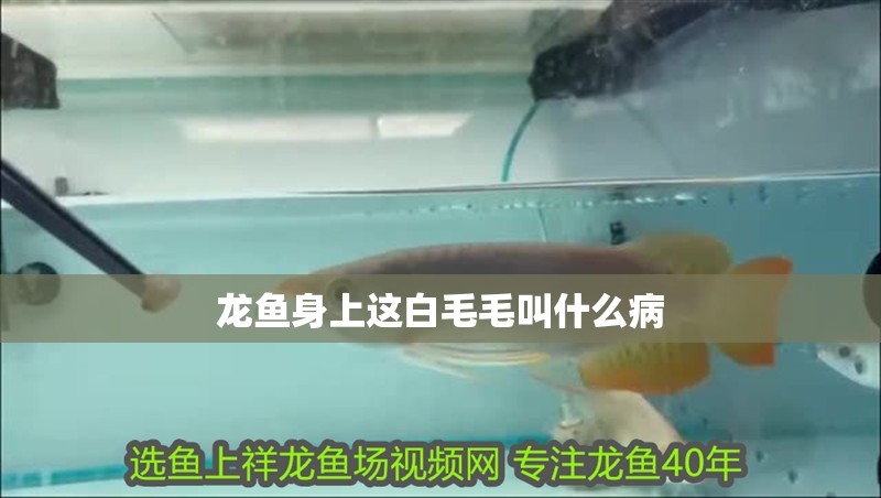 龍魚身上這白毛毛叫什么病