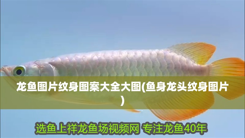 龍魚圖片紋身圖案大全大圖(魚身龍頭紋身圖片)