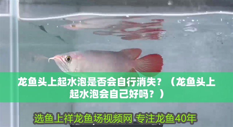 龍魚頭上起水泡是否會自行消失？（龍魚頭上起水泡會自己好嗎？）