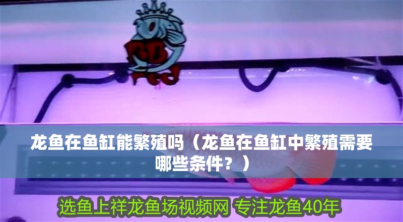 龍魚在魚缸能繁殖嗎（龍魚在魚缸中繁殖需要哪些條件？）