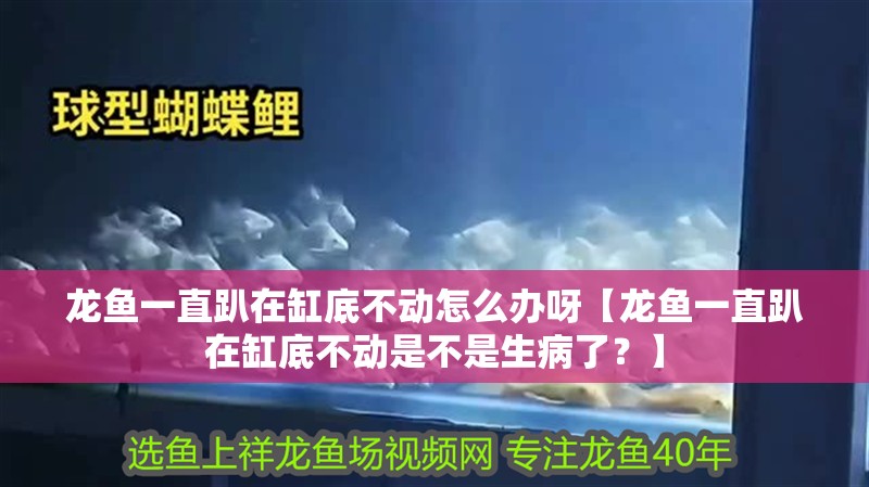 龍魚一直趴在缸底不動怎么辦呀【龍魚一直趴在缸底不動是不是生病了？】