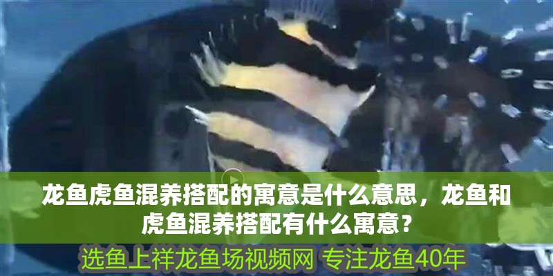 龍魚虎魚混養搭配的寓意是什么意思，龍魚和虎魚混養搭配有什么寓意？
