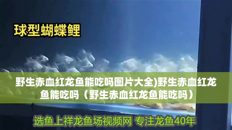 野生赤血紅龍魚能吃嗎圖片大全)野生赤血紅龍魚能吃嗎（野生赤血紅龍魚能吃嗎）