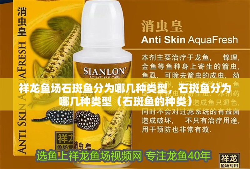 祥龍魚場石斑魚分為哪幾種類型，石斑魚分為哪幾種類型（石斑魚的種類）