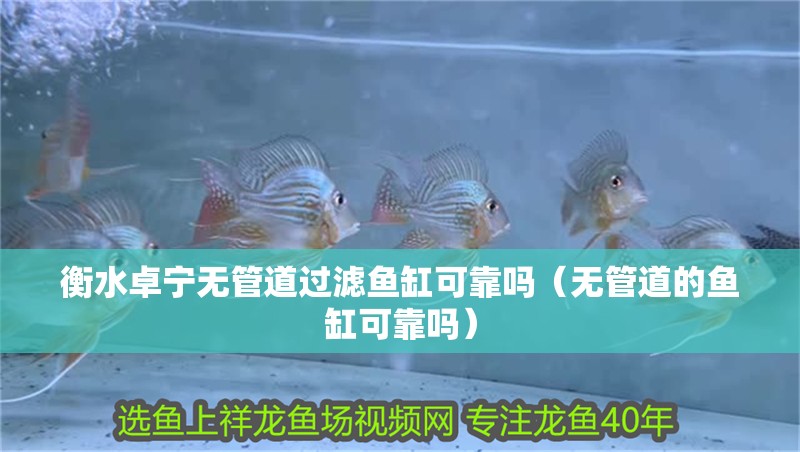衡水卓寧無管道過濾魚缸可靠嗎（無管道的魚缸可靠嗎）