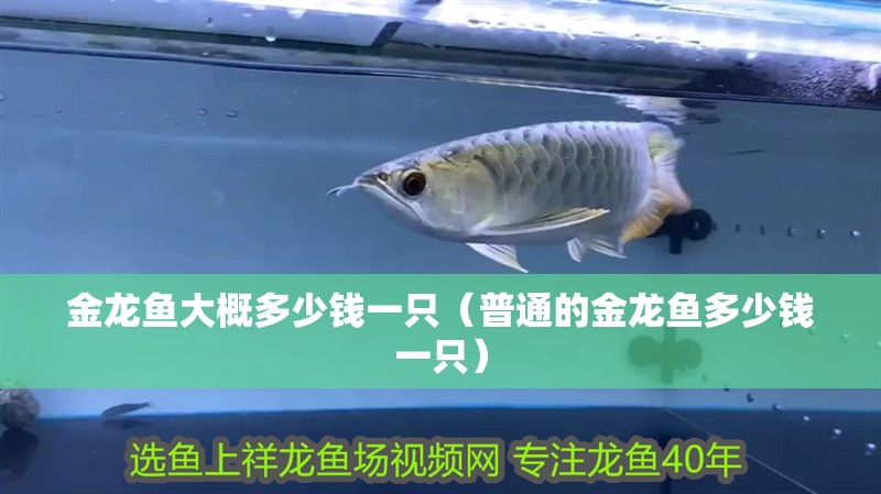 金龍魚大概多少錢一只（普通的金龍魚多少錢一只）