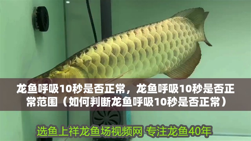 龍魚呼吸10秒是否正常，龍魚呼吸10秒是否正常范圍（如何判斷龍魚呼吸10秒是否正常） 龍魚呼吸10秒是否正常，龍魚呼吸10秒是否正常范圍（如何判斷龍魚呼吸10秒是否正常） 龍魚百科