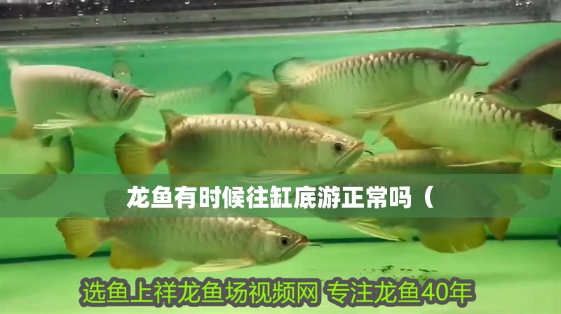 龍魚有時候往缸底游正常嗎（