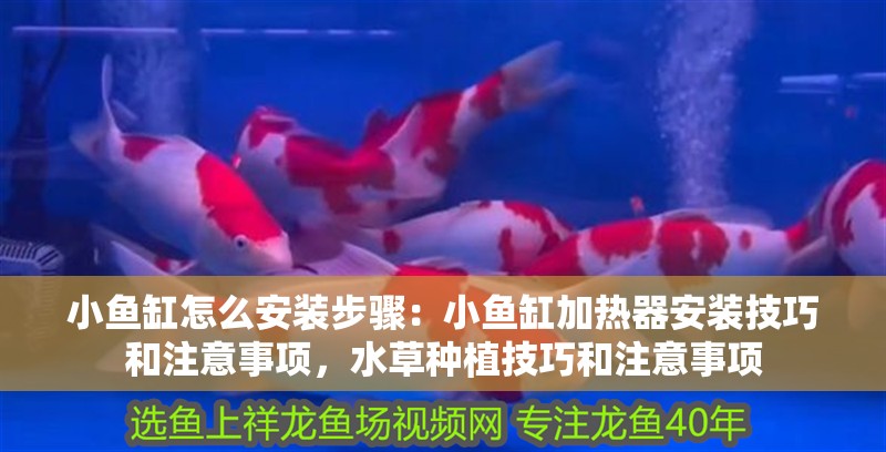 詳細閱讀:小魚缸怎么安裝步驟:小魚缸加熱器安裝技巧和注意事項,水草種植技巧和注意事項 小魚缸怎么安裝步驟:小魚缸加熱器安裝技巧和注意事項,水草種植技巧和注意事項