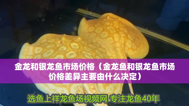 金龍和銀龍魚市場價格（金龍魚和銀龍魚市場價格差異主要由什么決定） 金龍和銀龍魚市場價格（金龍魚和銀龍魚市場價格差異主要由什么決定） 觀賞魚百科
