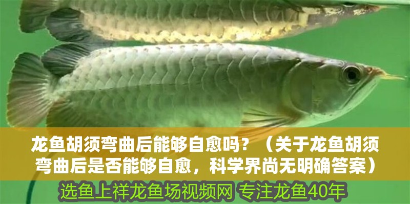 龍魚胡須彎曲后能夠自愈嗎？（關于龍魚胡須彎曲后是否能夠自愈，科學界尚無明確答案）