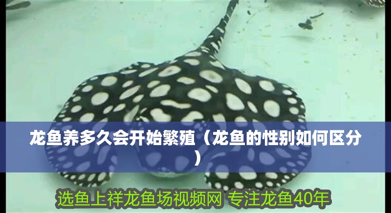 龍魚養多久會開始繁殖（龍魚的性別如何區分）