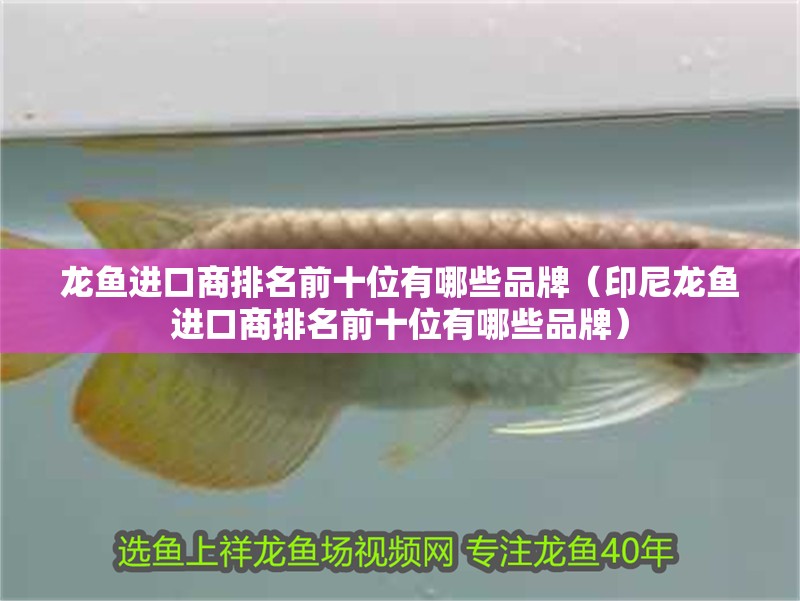 龍魚進口商排名前十位有哪些品牌（印尼龍魚進口商排名前十位有哪些品牌）