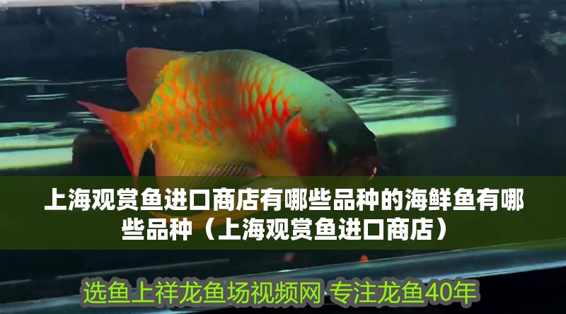 上海觀賞魚進口商店有哪些品種的海鮮魚有哪些品種（上海觀賞魚進口商店）