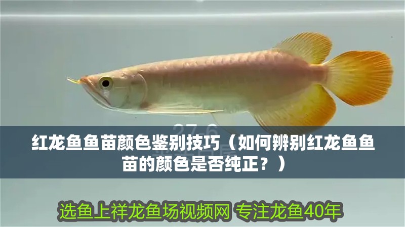 紅龍魚(yú)魚(yú)苗顏色鑒別技巧（如何辨別紅龍魚(yú)魚(yú)苗的顏色是否純正？）