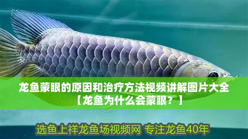 龍魚蒙眼的原因和治療方法視頻講解圖片大全【龍魚為什么會蒙眼？】 龍魚蒙眼的原因和治療方法視頻講解圖片大全【龍魚為什么會蒙眼？】 觀賞魚百科