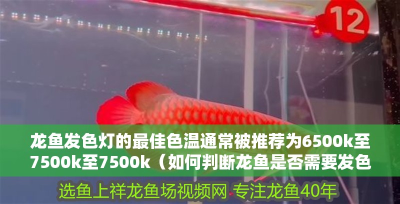 龍魚發色燈的最佳色溫通常被推薦為6500k至7500k至7500k（如何判斷龍魚是否需要發色燈？）