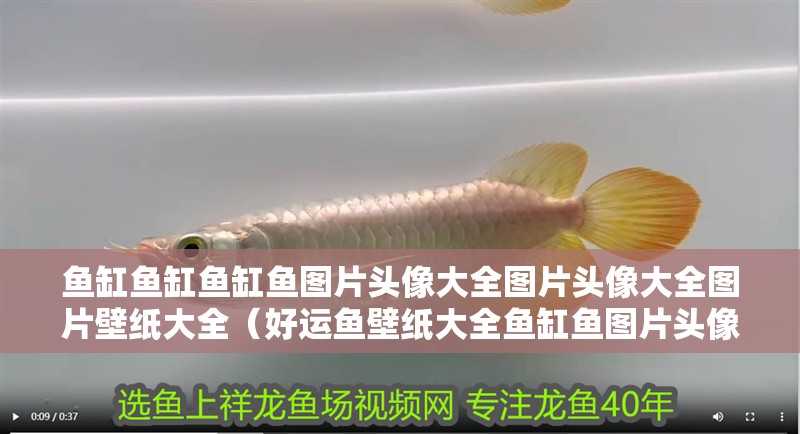 魚缸魚缸魚缸魚圖片頭像大全圖片頭像大全圖片壁紙大全（好運魚壁紙大全魚缸魚圖片頭像大全）