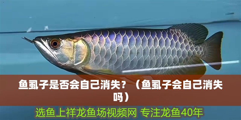 魚虱子是否會自己消失？（魚虱子會自己消失嗎） 魚虱子是否會自己消失？（魚虱子會自己消失嗎） 龍魚百科