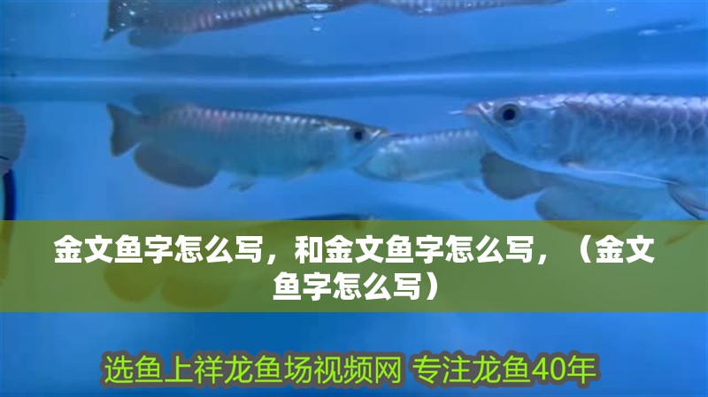 金文魚字怎么寫，和金文魚字怎么寫，（金文魚字怎么寫） 金文魚字怎么寫，和金文魚字怎么寫，（金文魚字怎么寫） 觀賞魚百科