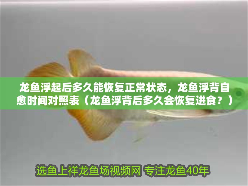龍魚浮起后多久能恢復正常狀態，龍魚浮背自愈時間對照表（龍魚浮背后多久會恢復進食？）