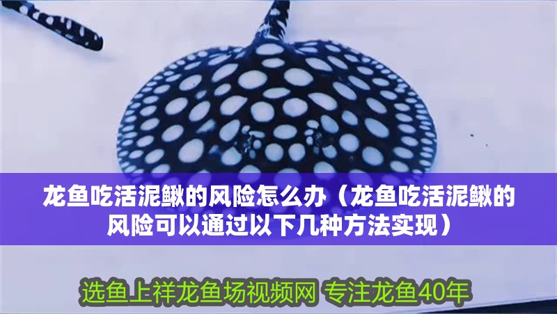 龍魚吃活泥鰍的風險怎么辦（龍魚吃活泥鰍的風險可以通過以下幾種方法實現）