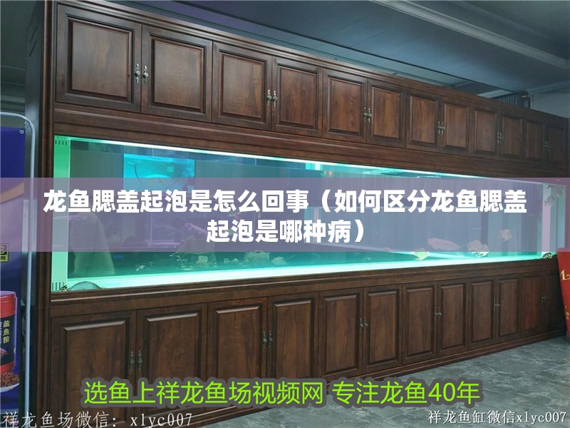 龍魚腮蓋起泡是怎么回事（如何區(qū)分龍魚腮蓋起泡是哪種病） 龍魚腮蓋起泡是怎么回事（如何區(qū)分龍魚腮蓋起泡是哪種病） 龍魚百科