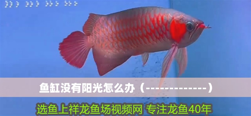 魚(yú)缸沒(méi)有陽(yáng)光怎么辦（-------------）