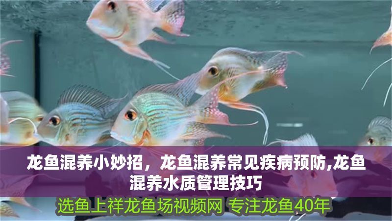 龍魚混養小妙招，龍魚混養常見疾病預防,龍魚混養水質管理技巧