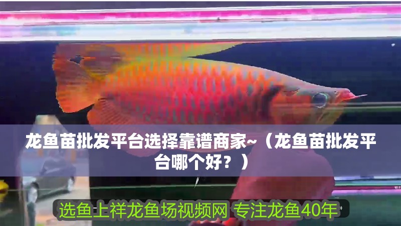 龍魚苗批發平臺選擇靠譜商家~（龍魚苗批發平臺哪個好？）