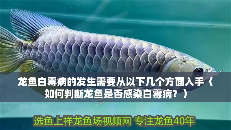 龍魚白霉病的發(fā)生需要從以下幾個(gè)方面入手（如何判斷龍魚是否感染白霉病？）