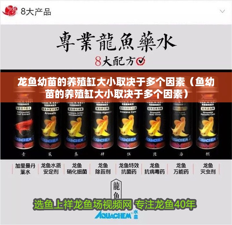 龍魚幼苗的養(yǎng)殖缸大小取決于多個因素（魚幼苗的養(yǎng)殖缸大小取決于多個因素）