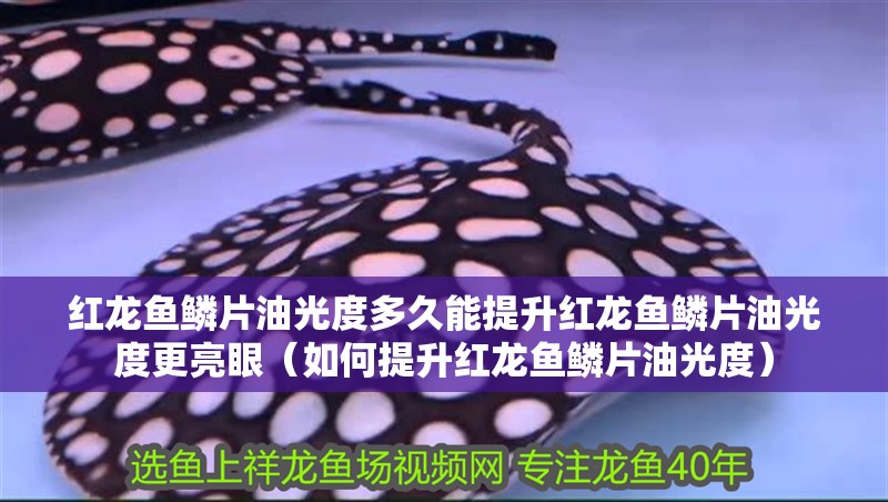 紅龍魚鱗片油光度多久能提升紅龍魚鱗片油光度更亮眼（如何提升紅龍魚鱗片油光度）