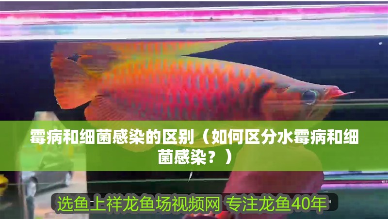 霉病和細菌感染的區別（如何區分水霉病和細菌感染？）