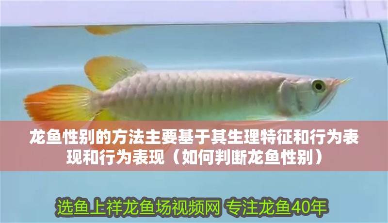 龍魚性別的方法主要基于其生理特征和行為表現和行為表現（如何判斷龍魚性別）
