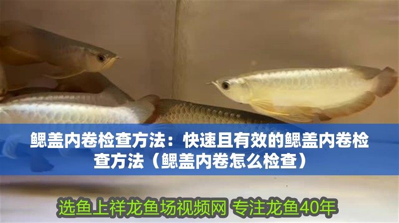 鰓蓋內卷檢查方法：快速且有效的鰓蓋內卷檢查方法（鰓蓋內卷怎么檢查）