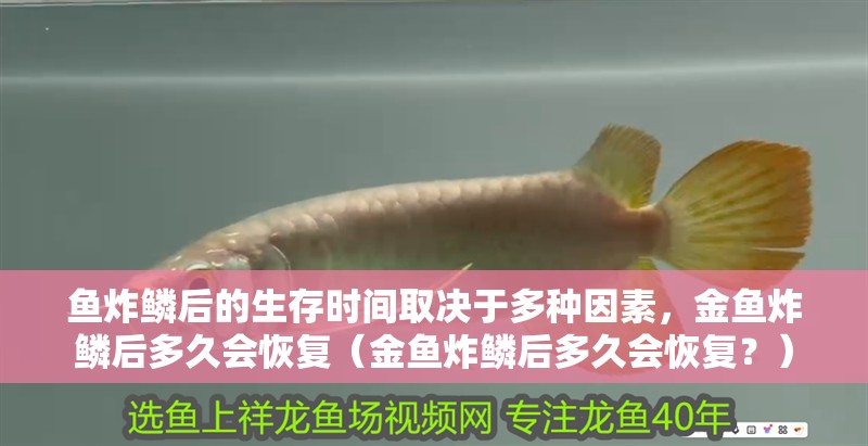 魚炸鱗后的生存時間取決于多種因素，金魚炸鱗后多久會恢復（金魚炸鱗后多久會恢復？）